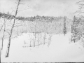 Snow Covered Aspen Grove-2