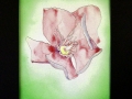 Tucson_pink_flower_Index-1045
